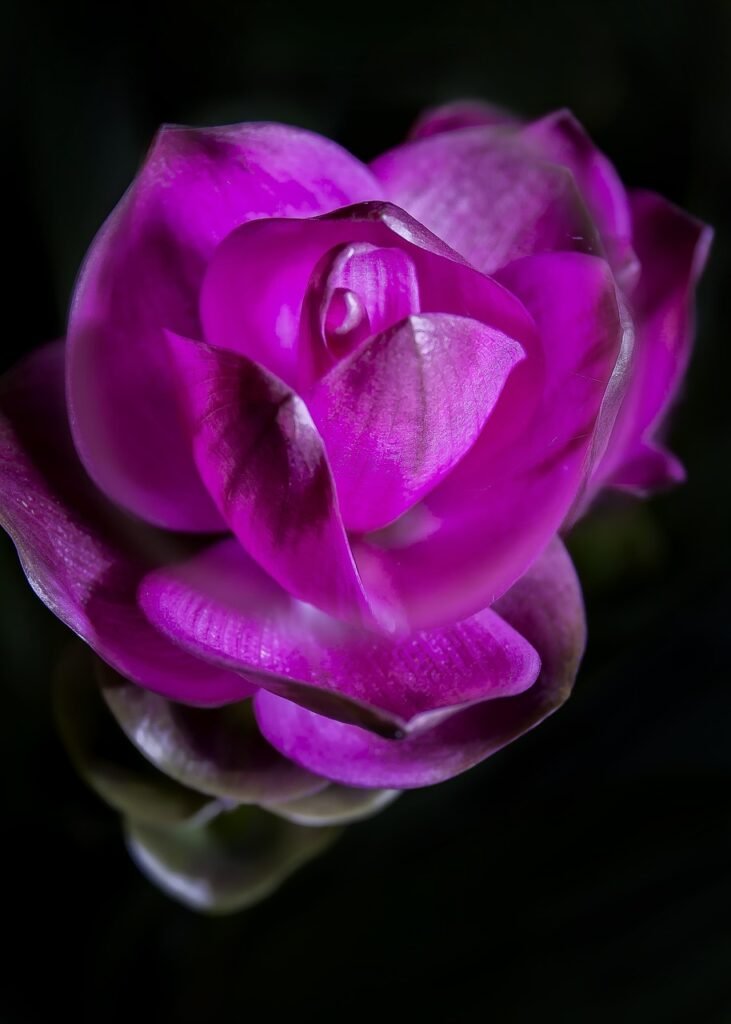 turmeric, violet, blossom-1518564.jpg